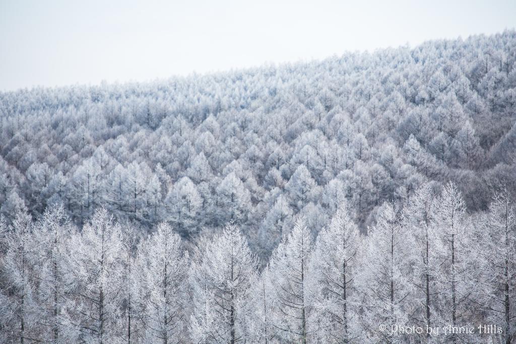 Annie Hills Bed & Breakfast Tateshina  Dış mekan fotoğraf